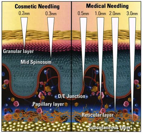 12 Essential Nutrients For Collagen Production