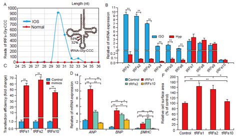 A Novel Class of tRNA-Derived Small Non-Coding RNAs Respond to ...