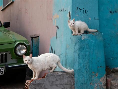 JavaScript Prototypes Example 的图像结果