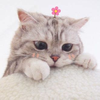 可爱简单的猫咪头像 - 【可爱点】