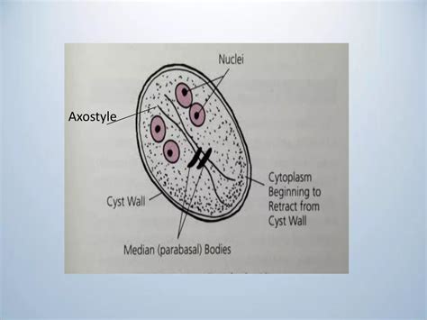 Classification of flagellates and giardia lamblia | PDF