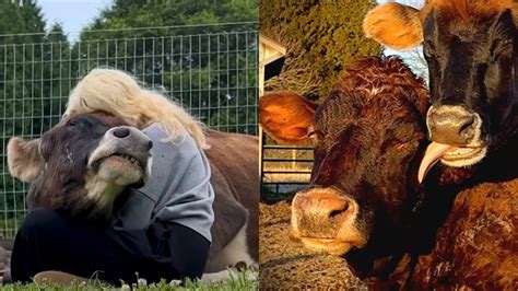 Elderly Dairy Cow Spared Slaughter Finds Loving Retirement Home and a ...