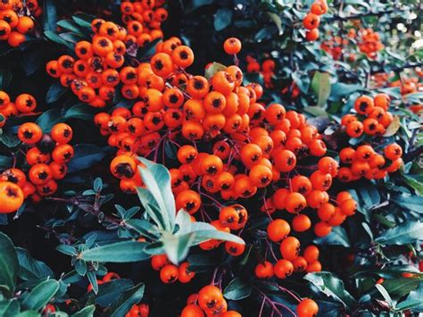 Page 6 | Cloudberries Photos - Download Free High-Quality Pictures ...
