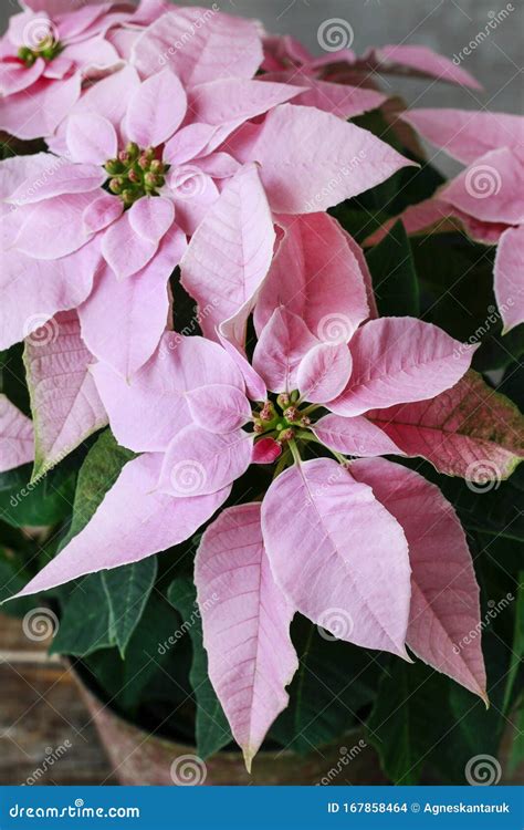 The Poinsettia Flower Euphorbia Pulcherrima Stock Photo - Image of ...