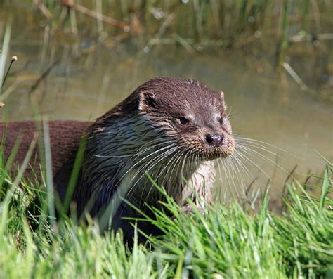 Otter - Conservation, Classification, Habitats | Britannica