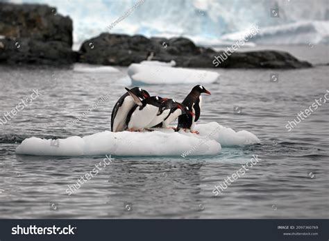 Emperor Penguin Huddle