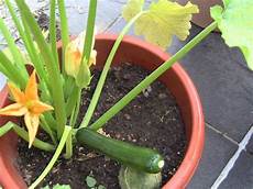 zucchine in vaso zucchine in vaso ortaggi come coltivare le zucchine in zucchine in vaso zucchine in vaso ortaggi come coltivare le zucchine in