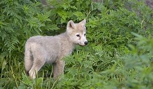 Image result for Cute Baby Snow Wolf Drawings