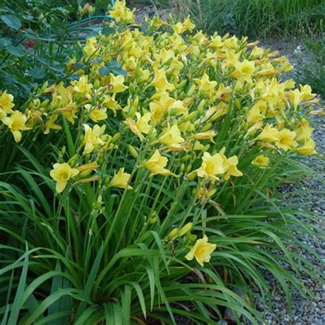 Hemerocallis Happy Returns liners from Emerald Coast Growers