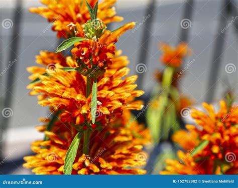 Lions Tail Plant, Leonotis Leonurus, Red Orange Southern Flowers Stock ...