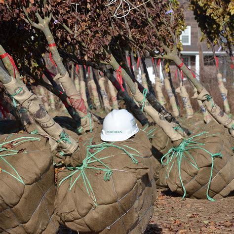 Northeastern Tree Service 的图像结果