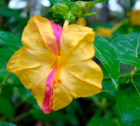 Nalu Mani Flowers | 4 o clock seeds for sale – Mini's Lifestyle Store