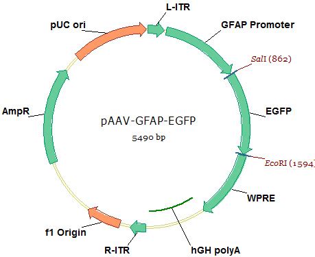 Addgene: pAAV-GFAP-EGFP