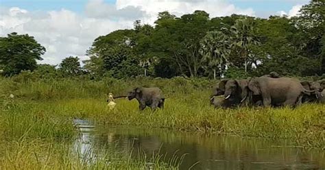 This Video Of A Fierce Battle Between A Baby Elephant & A Crocodile ...