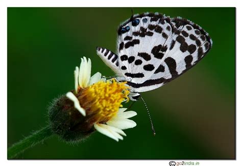 go2india.in : Wings of a butterfly in focus sitting on a flower
