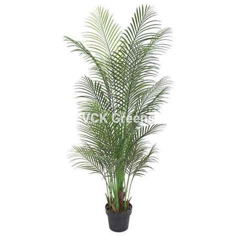 Areca Palms – VCK Greens