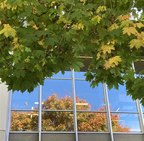 Late Fall Color in Arcata – California Fall Color