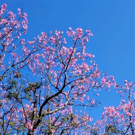 Spring Tree 的图像结果