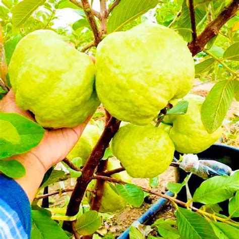 Guava kg Guava Fruit Plant – Haven plant