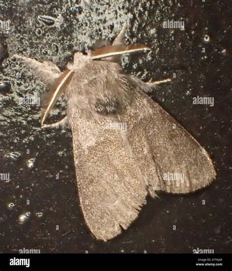 Pale Tussock Moth (Calliteara pudibunda Stock Photo - Alamy