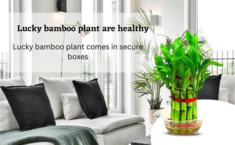 Nelesa Gardening Lucky Bamboo Indoor Plant 2 Layer : Amazon.in: Garden ...