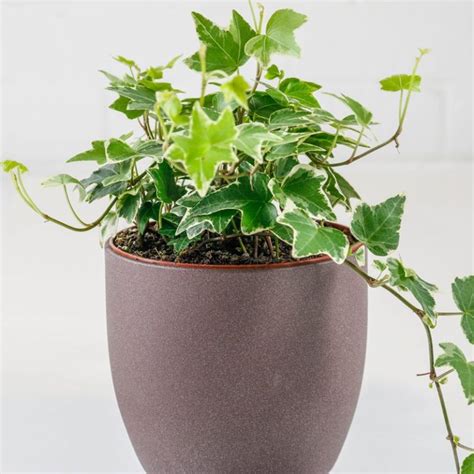 4 indoor plants that deserve a corner in your home: Snake plants ...