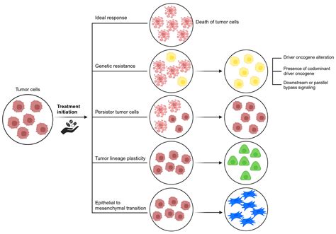 Addressing Challenges in Targeted Therapy for Metastatic Colorectal Cancer
