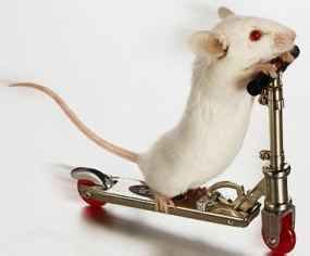 Scientists set free the mind, might still buy flowers for Algernon