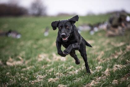 Sporting Dogs 的图像结果