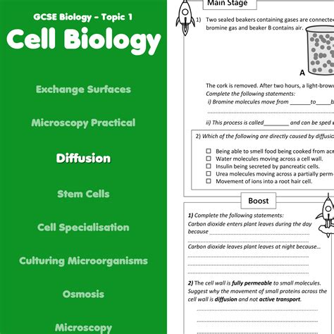 Image result for Diffusion GCSE Science Questions