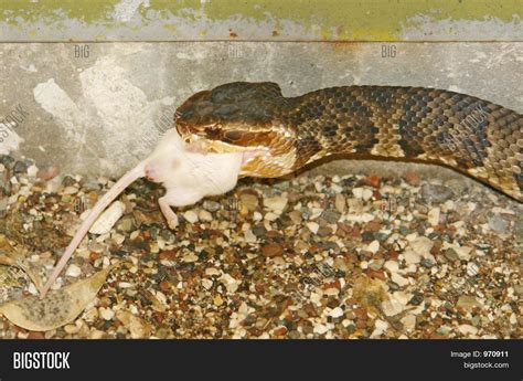 Snake Eating Mouse Image & Photo (Free Trial) | Bigstock