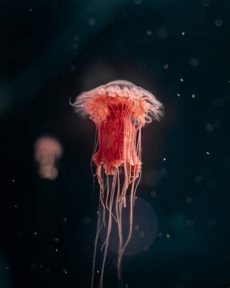 Image result for Linux Debian Tutorial