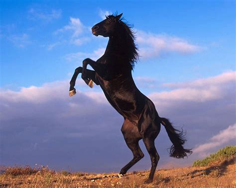 Мустанг (дикая лошадь)– описание, как выглядит, где обитает, фото