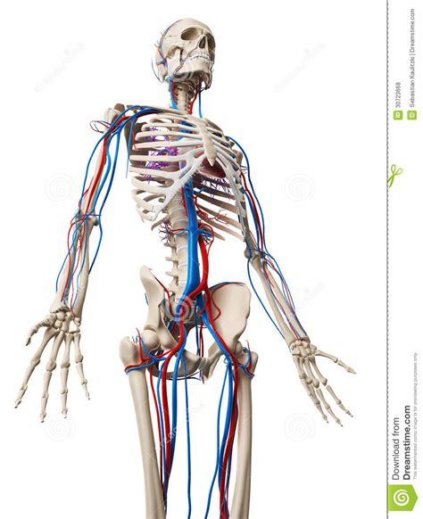 人的脉管系统 库存例证. 插画 包括有 人的脉管系统 - 30723668
