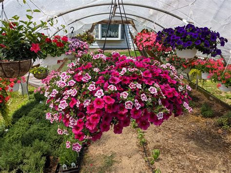 When to Plant Calibrachoa Outside