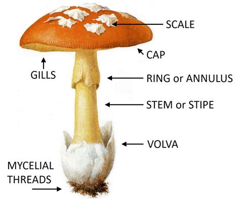 Parts Of A Mushroom Free Stock Photo - Public Domain Pictures