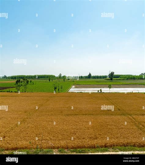 Vast agricultural farmland in Uttar Pradesh, India, with seasonal crops like wheat thriving ...