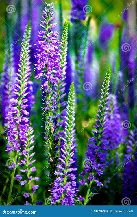 Large Tall Purple Flowers at Elizabeth Gunther blog