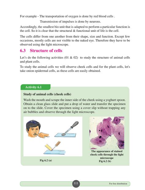 SOLUTION: Biology structure and functions of the plant cell and animal ...