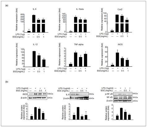The Anti-Inflammatory Effects of Broccoli (Brassica oleracea L. var ...