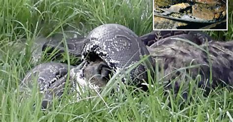 Python Swallows Hyena 的图像结果