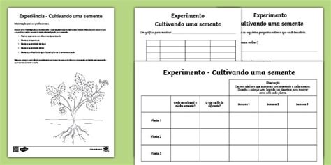 Experimento - Cultivando uma semente - Ciências 2ºª ano EF