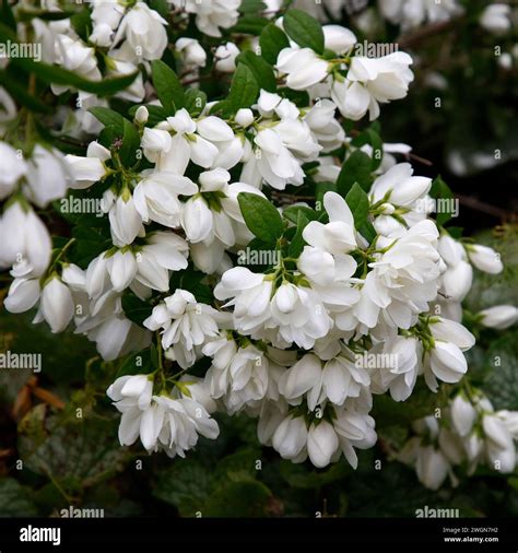 Closeup of the white flowers of the early summer flowering garden shrub ...