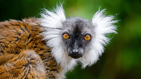 Download wallpaper 3840x2160 lemur, glance, funny, animal, wildlife 4k ...
