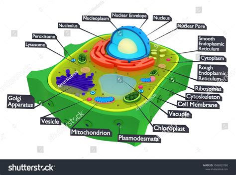 Labeled Eukaryotic Plant Cell
