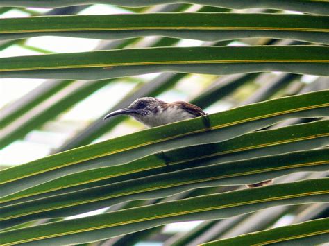 Vanuatu Honeyeater - eBird