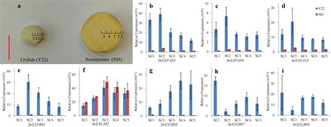 Genome-Wide Identification and Expression Analysis of Expansin Gene ...