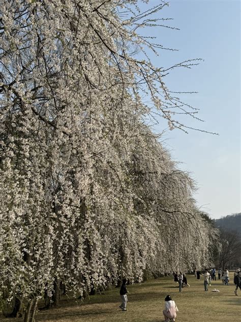 Smell of kimchi - Postcard from South Korea | Far Away but Still So Near | Tampere Universities - what is the smell of kimchi