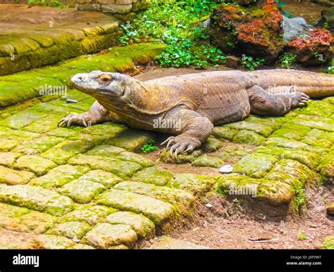 Komodo Dragon, Indonesia Stock Photo - Alamy