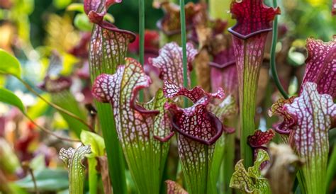 Top 10 Carnivorous Plants Found In The World That Are Really Beautiful